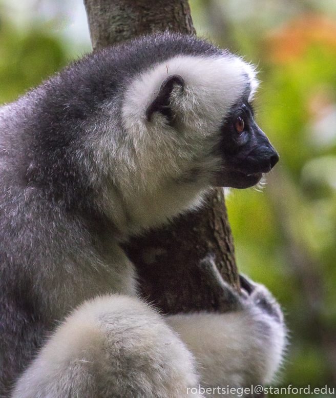 silky sifaka